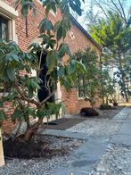 5 Large Mature Rhododendrons – 3–4m Tall -Ready for Delivery, Ophalen of Verzenden