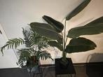 2 plantjes te koop, Huis en Inrichting, Ophalen