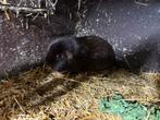 Bruin otter beer, Dieren en Toebehoren, Knaagdieren, Cavia, Augustus, Mannelijk, Tam