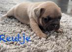 Prachtig blue fawn Franse bulldog pups, Dieren en Toebehoren, CDV (hondenziekte), Meerdere, Bulldog, 8 tot 15 weken