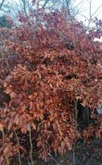 plantgoed - groene beuk - 4 jonge boompjes met blote wortel, Enlèvement, Autres espèces, 100 à 250 cm