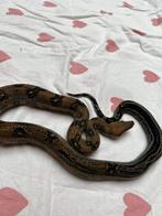 Boa nain et python