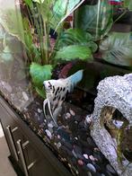 Vis maanvis, Dieren en Toebehoren, Vissen | Aquariumvissen, Vis, Zoetwatervis