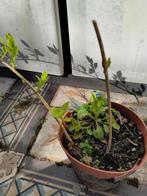 Plant de forsythia, Tuin en Terras, Ophalen