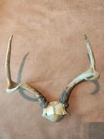 Hertengewei, Ophalen of Verzenden