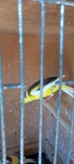 Kanaries, Dieren en Toebehoren