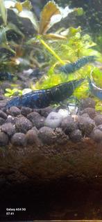 Neocaridina bleu dream garnaal €2,5, Dieren en Toebehoren, Kreeft, Krab of Garnaal, Zoetwatervis, Schoolvis
