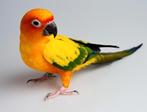 Handtamme zonparkiet, Dieren en Toebehoren