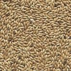 Alpiste graine plate - Graines simples - Commandez en li, Enlèvement ou Envoi