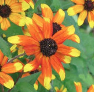 Rudbeckia Prairie glow beschikbaar voor biedingen