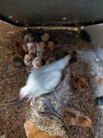 Gratis afnemer van haantjes, Meerdere dieren, Overige soorten