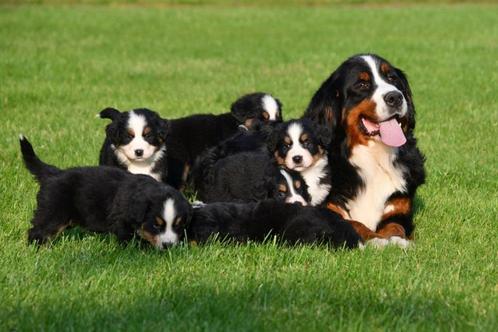 Berner Sennen pups - Stamboom ouders, Dieren en Toebehoren, Honden | Bulldogs, Pinschers en Molossers, Meerdere dieren, Sennenhond
