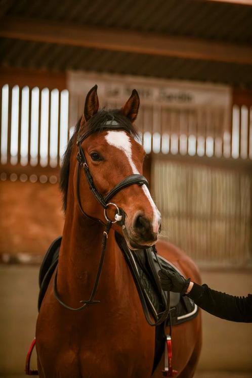 Springpaard te koop, Dieren en Toebehoren, Paarden, Ruin, L, 160 tot 165 cm, 7 tot 10 jaar, Springpaard, Met stamboom, Gechipt
