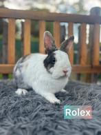 TER ADOPTIE GECASTREERDE RAM 1,5  jaar oud, Dieren en Toebehoren, Konijnen