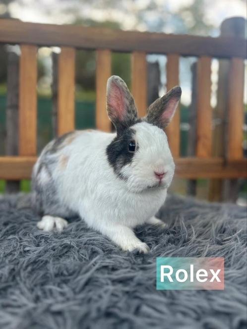 TER ADOPTIE GECASTREERDE RAM 1,5  jaar oud, Dieren en Toebehoren, Konijnen