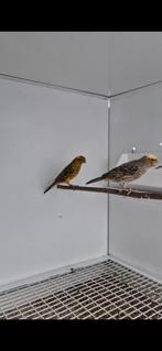 bewezen koppel lizard kanarie, Dieren en Toebehoren