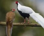 kuikens zilverfazant, Dieren en Toebehoren