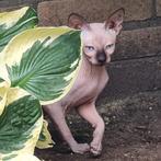 SPHYNX KITTENS ERKEND KWEKER NOG 3 VROUWTJES BESCHIKBAAR, Dieren en Toebehoren, Katten en Kittens | Raskatten | Korthaar, Poes