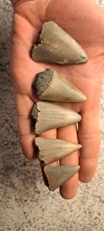 Dents de requin fossiles, Envoi, Fossile