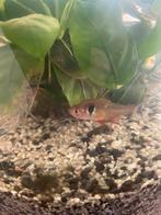 Fantoomzalm & blauwe koninkzalm, Dieren en Toebehoren, Vissen | Aquariumvissen