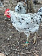 Silverud bla Zweedse kip, Dieren en Toebehoren, Pluimvee, Kip