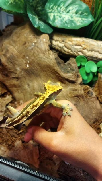 Mooie super stripe wimpergekko man beschikbaar voor biedingen