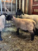 Suffolk ramlam te koop, Dieren en Toebehoren, Schapen, Geiten en Varkens, Mannelijk, Schaap, 0 tot 2 jaar
