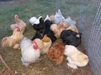 Cochin krielen in verschillende kleuren, Dieren en Toebehoren