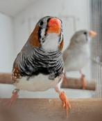 Koppel zebravinken, Tropenvogel, Geringd