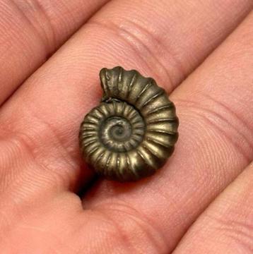 Fossile pyrite fer et ammonite vieux 196 millions d'années