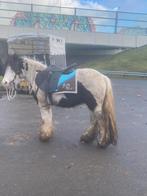 Kinderpony, Dieren en Toebehoren, Ophalen of Verzenden