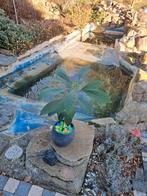 Avocado Boom, Maison & Meubles, Plantes d'intérieur, En pot, Plante fruitière, 150 à 200 cm, Enlèvement