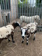 BONTE OOI 2025, Femelle, Mouton, 0 à 2 ans