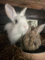 Dwergkonijn, Dieren en Toebehoren, Konijnen, Vrouwelijk, Dwerg, 0 tot 2 jaar