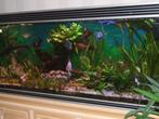 Aquarium 1M80, Dieren en Toebehoren, Vissen | Aquariumvissen