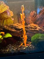 Neocaridina koi sunburst, Dieren en Toebehoren, Vissen | Aquariumvissen, Kreeft, Krab of Garnaal