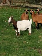 Vrouwtjes geit van 4 jaar oud, Dieren en Toebehoren, Schapen, Geiten en Varkens, Vrouwelijk, Geit, 3 tot 5 jaar