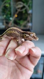 Rhacodactylus Auriculatus Gargoyle Gecko, Dieren en Toebehoren
