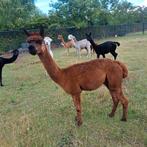 Te koop. Alpaca hengst, Dieren en Toebehoren, Juni, Mannelijk