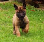 Puppies mechelse herder met FCI stamboom, Dieren en Toebehoren, België, Fokker | Hobbymatig, CDV (hondenziekte), 8 tot 15 weken
