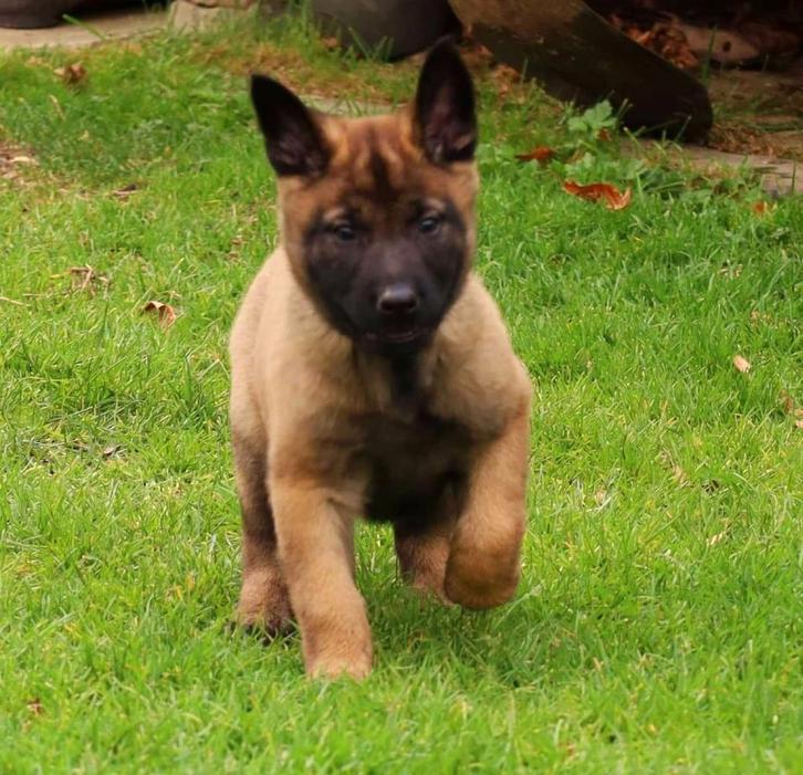 Puppies mechelse herder met FCI stamboom, Dieren en Toebehoren, Honden | Herdershonden en Veedrijvers, Meerdere dieren, Herder