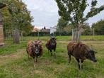 Soay schapen - 3 ooien, Dieren en Toebehoren, Vrouwelijk, Schaap, 3 tot 5 jaar