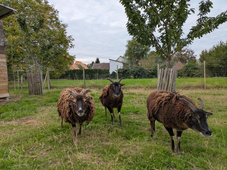 Soay schapen - 3 ooien, Dieren en Toebehoren, Schapen, Geiten en Varkens, Schaap, Vrouwelijk, 3 tot 5 jaar