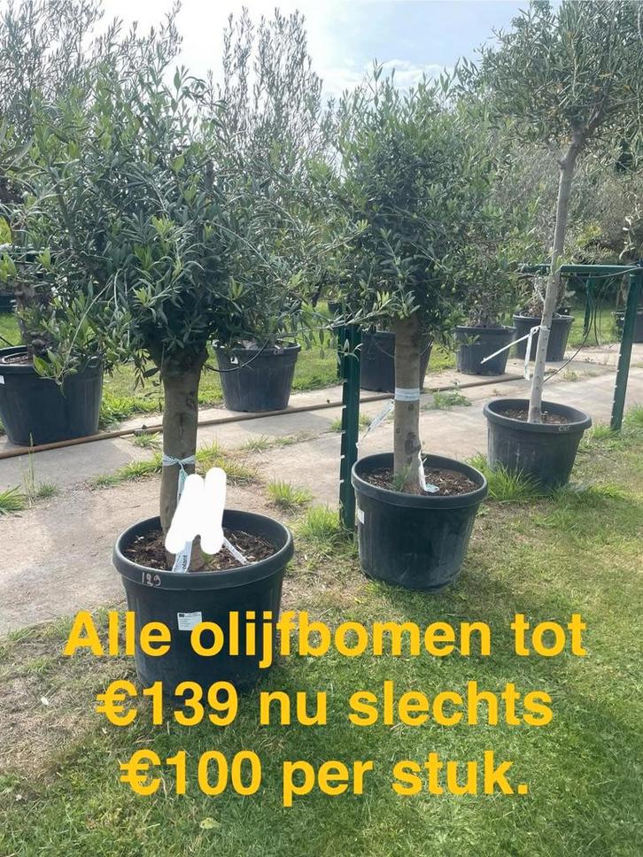 Terras olijfbomen aan stuntprijzen!, Tuin en Terras, Planten | Bomen, Ophalen