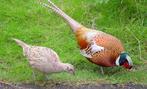 bosfazant, Dieren en Toebehoren, Meerdere dieren, Overige soorten
