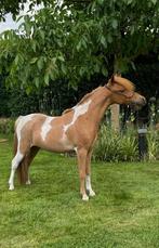 Amerikaanse miniatuurpaarden, Dieren en Toebehoren, Merrie, Gechipt