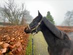 Toekomstige C spring-pony NRPS (New Forest x Welsh), Dieren en Toebehoren, Pony's, Merrie, Gechipt, Springpony, 3 tot 6 jaar