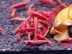 Neocaridina Bloody Mary – Rode Garnalen, Kreeft, Krab of Garnaal, Zoetwatervis