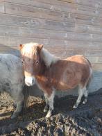 Mini paardje, Dieren en Toebehoren, Pony's