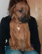 Rhodesian ridgeback pups met stamboom, Dieren en Toebehoren, Parvo, België, Fokker | Hobbymatig, Overige rassen